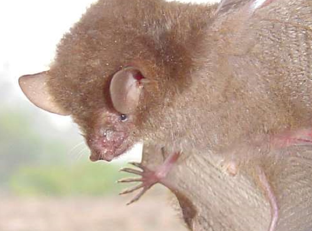 Murina luzonensis