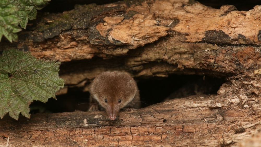 землеройка