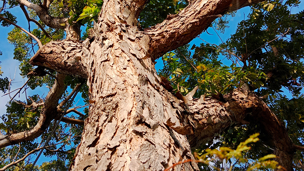 новые виды красного дерева