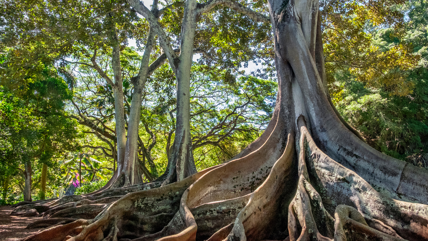 фиговые деревья