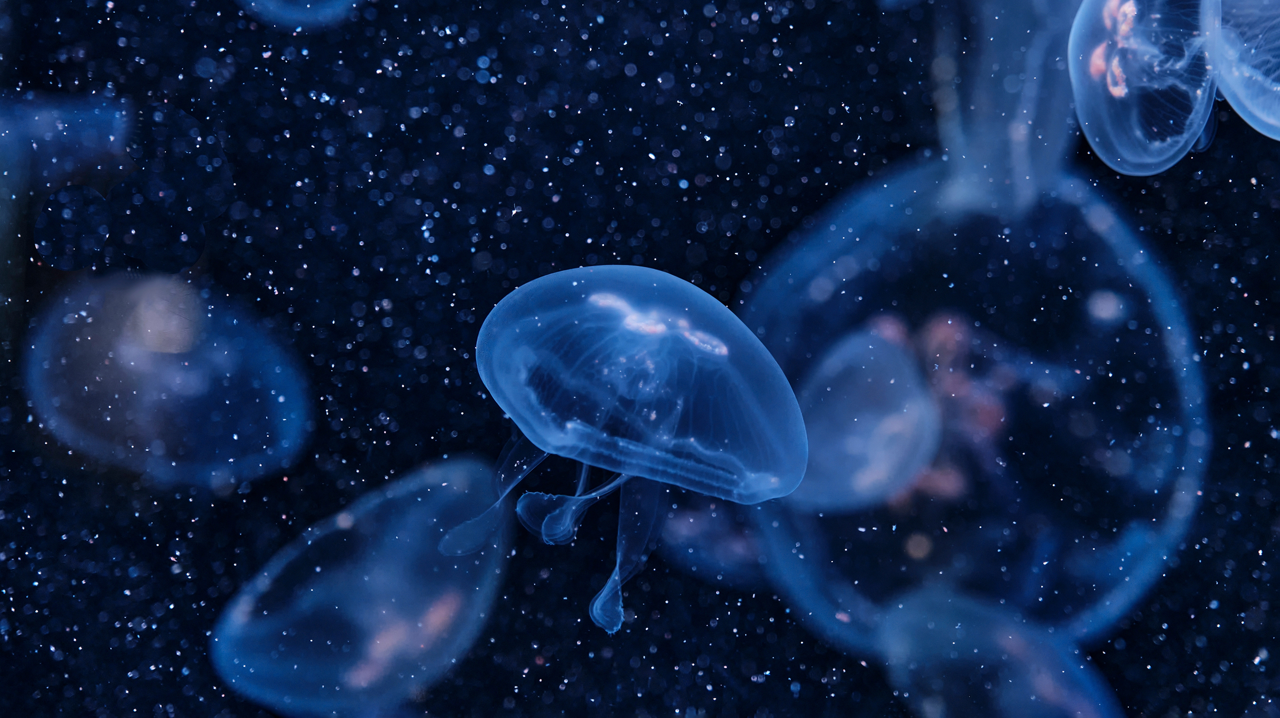 филиппинский желоб