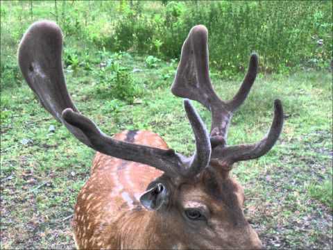 Растущий олень. Животные у которых рога растут вниз.