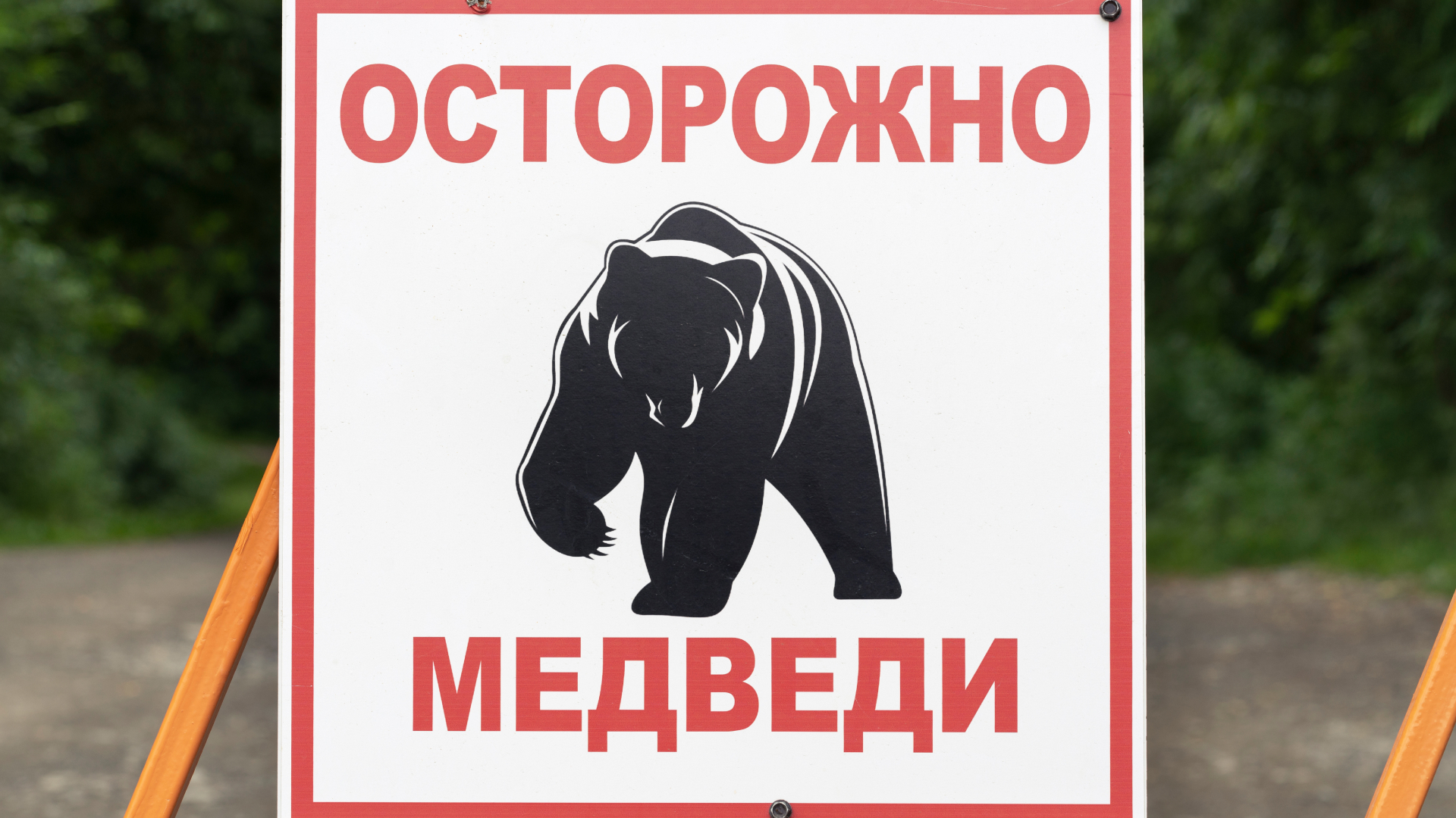 медведь напал на туристов на Алтае
