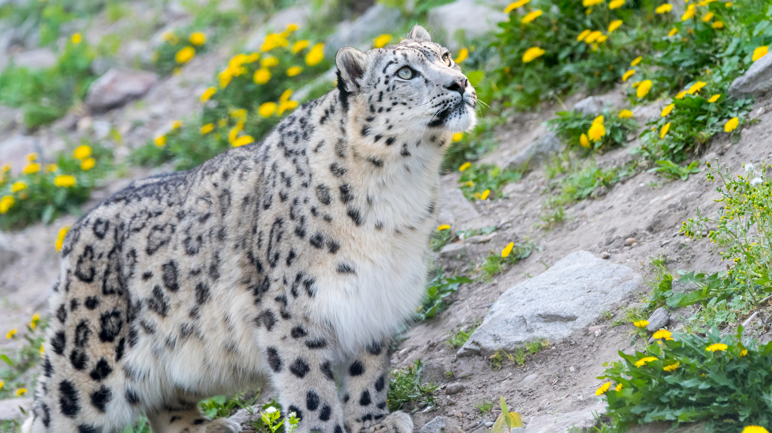чем питается снежный барс