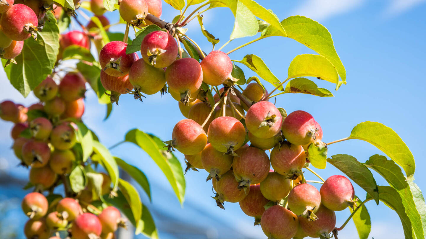 Яблоня Сиверса