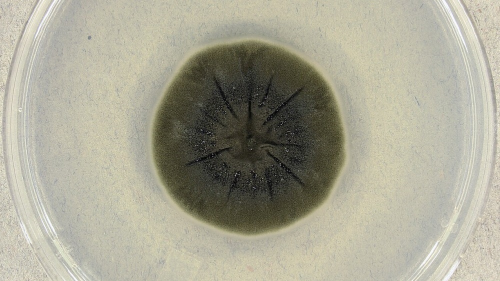 Cladosporium sphaerospermum