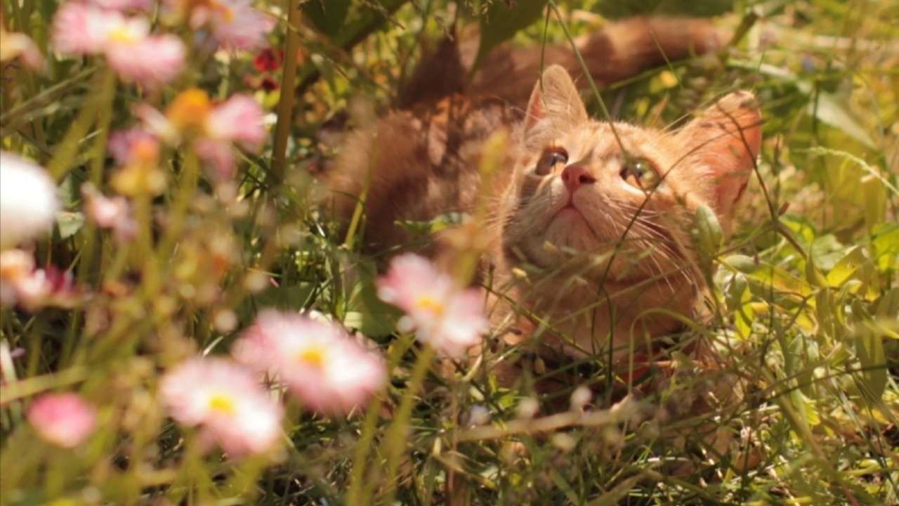 Летний луч, мягкая трава и маленькое рыжее чудо мечтает о большом мире