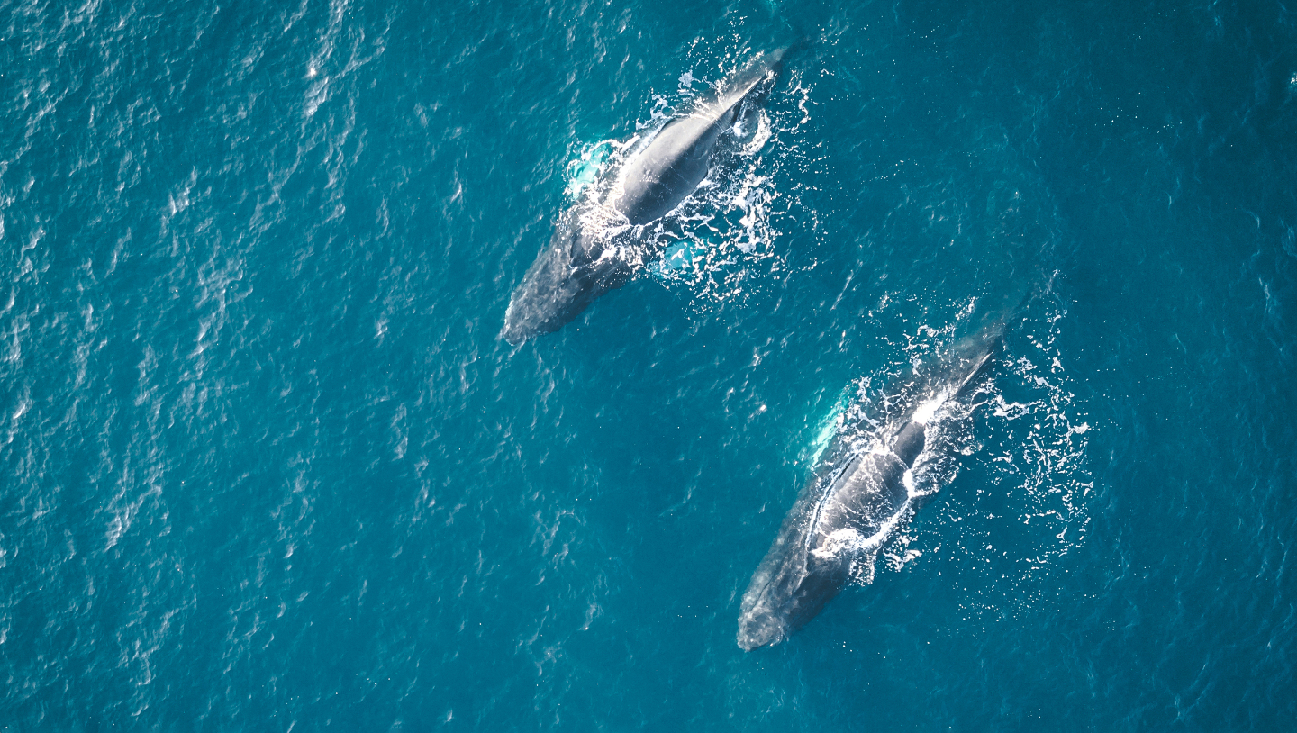 Горбатые киты