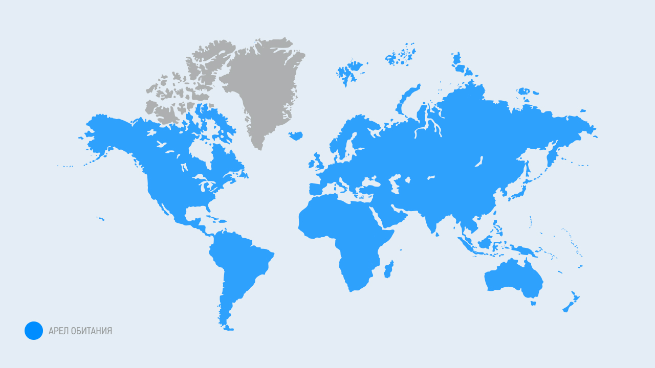 ареал обитания