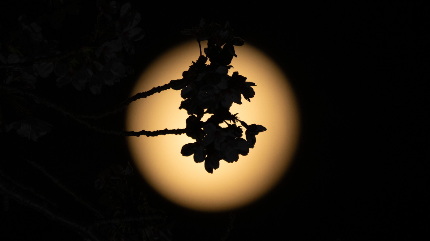 цветочная луна