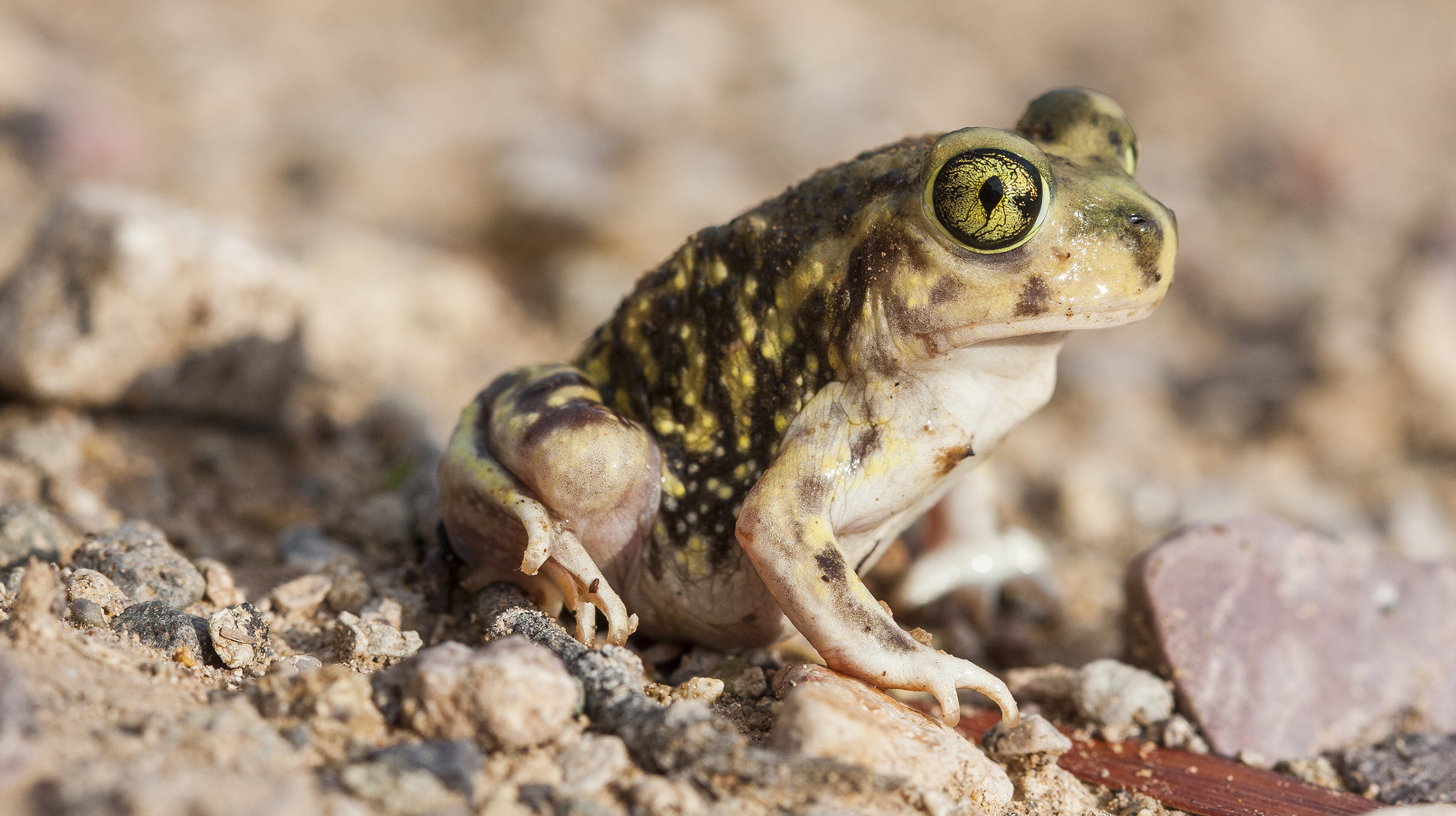 животные, спячка