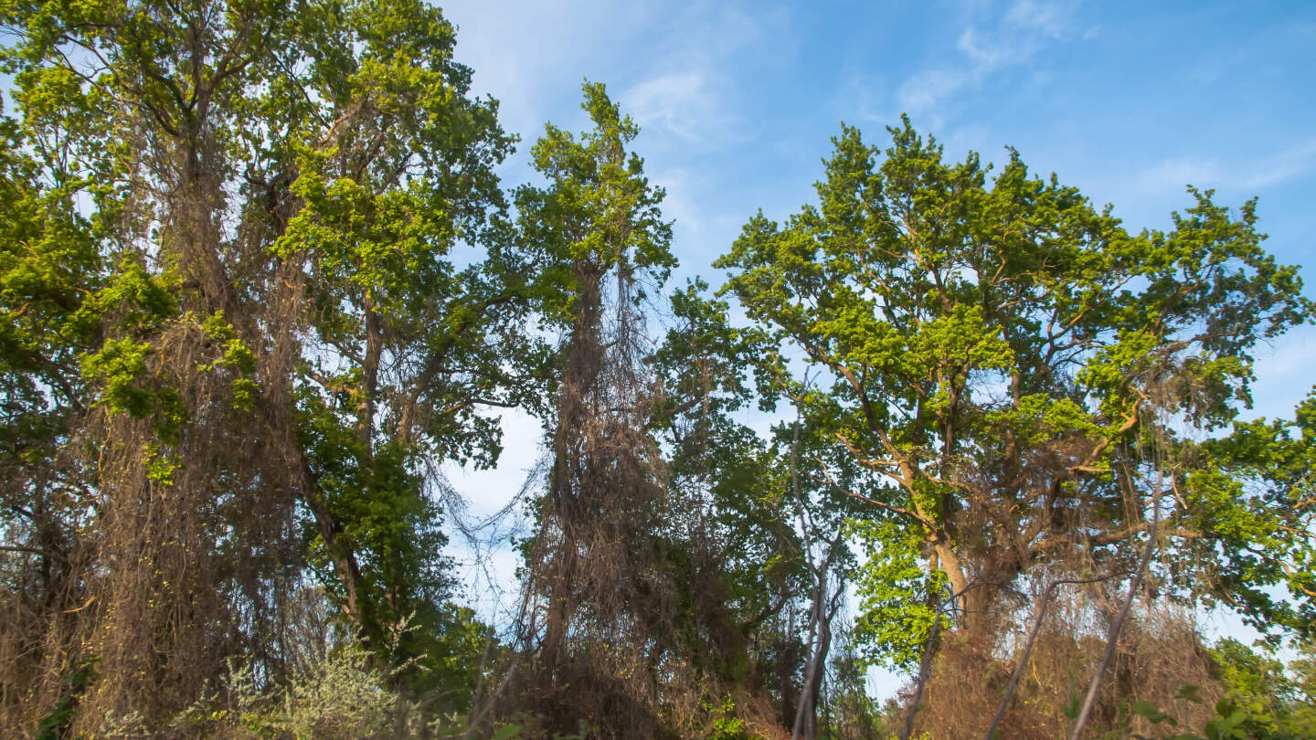 Самурский лес