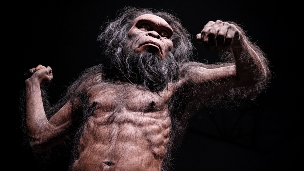 Homo habilis 