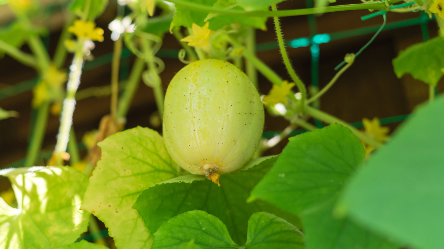 Огурец-лимон