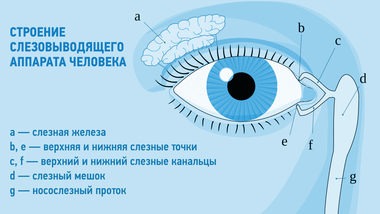строение слезновыводящего аппарата человека