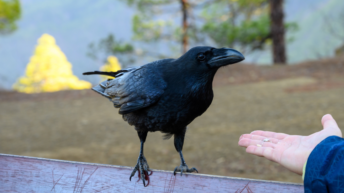 Язык,животные