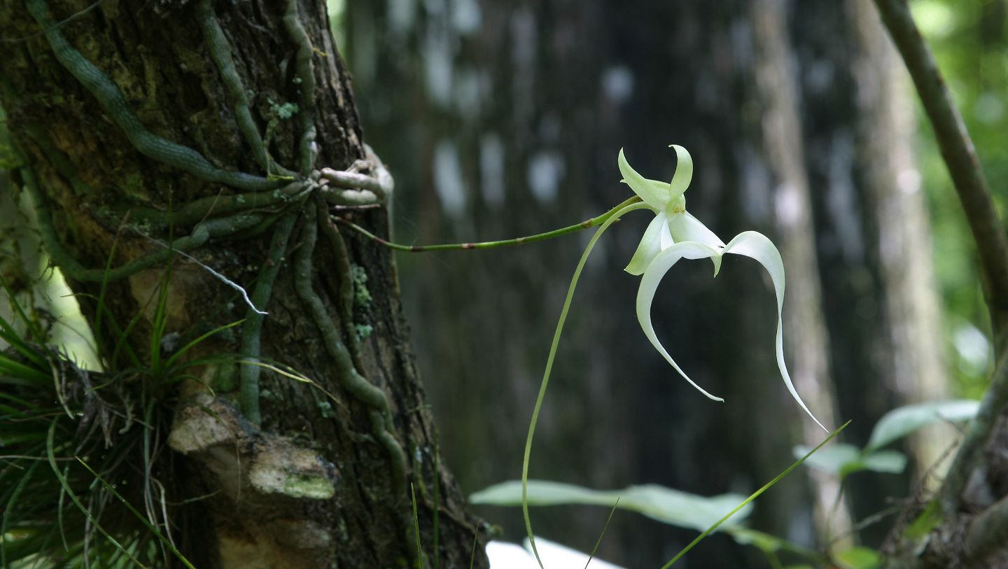 Орхидея призрак