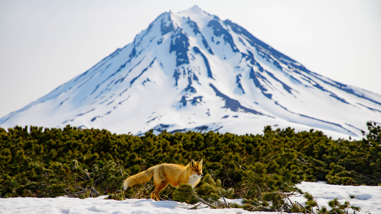 Лиса на фоне Вилючинского вулкана