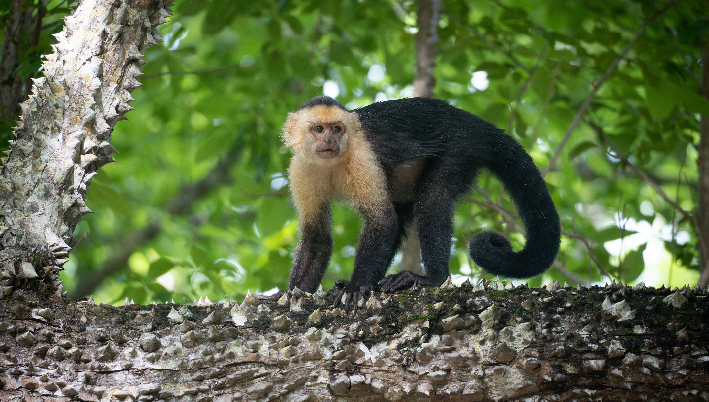 Обезьяны-капуцины
