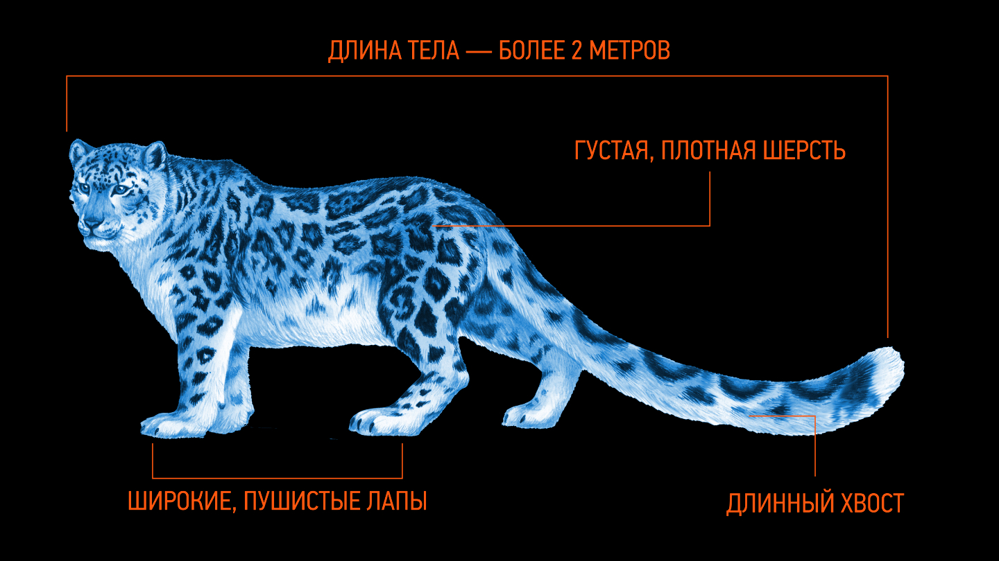 как выглядит снежный барс