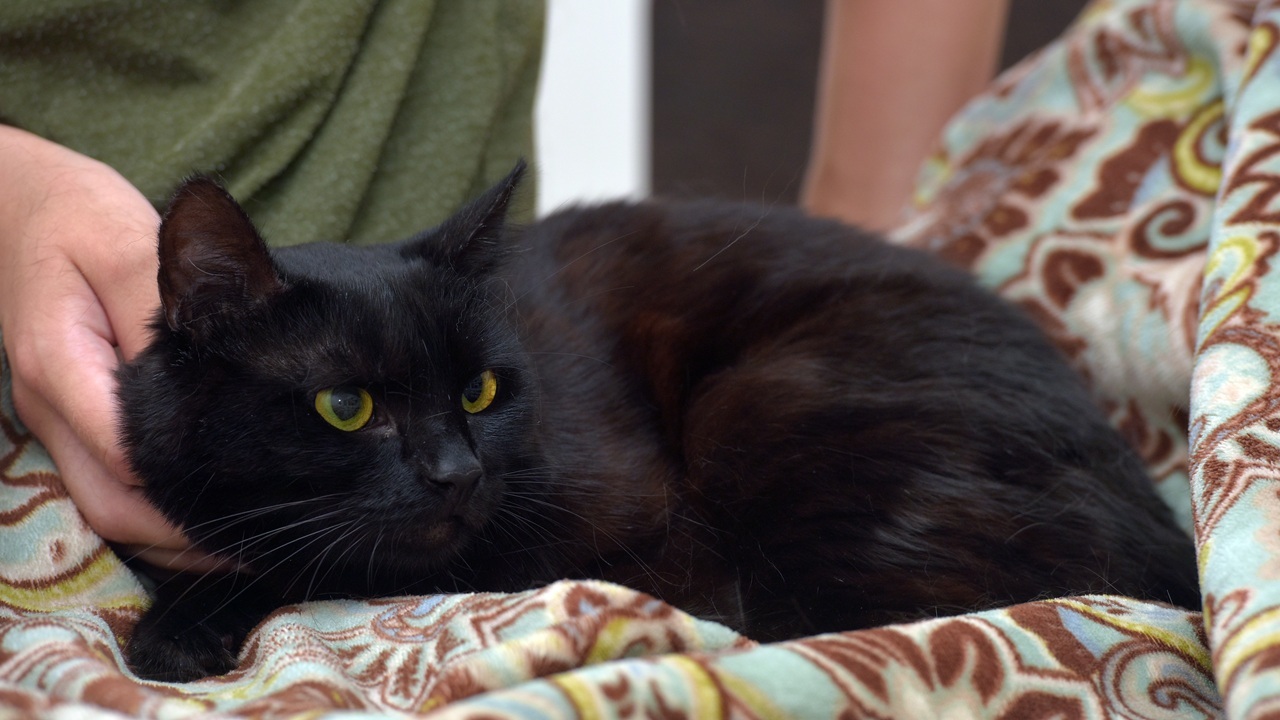 кот