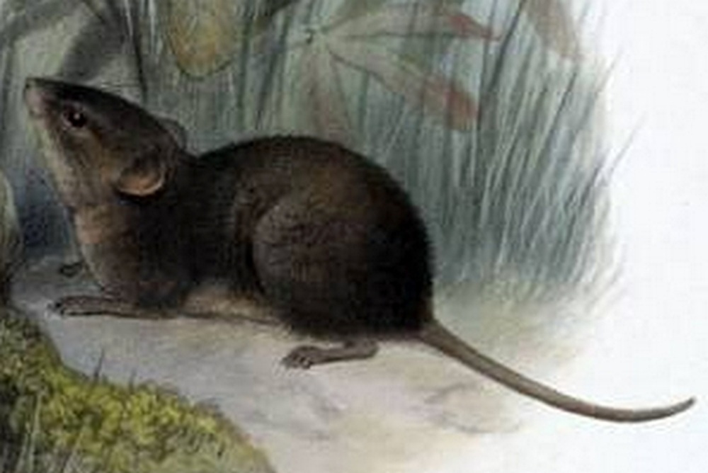 Scotinomys teguina