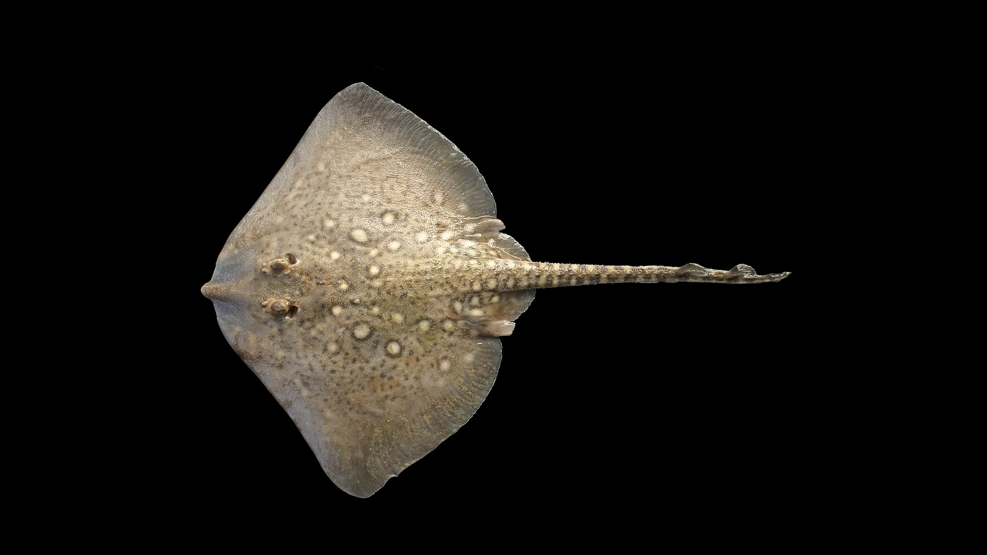 Морская лисица