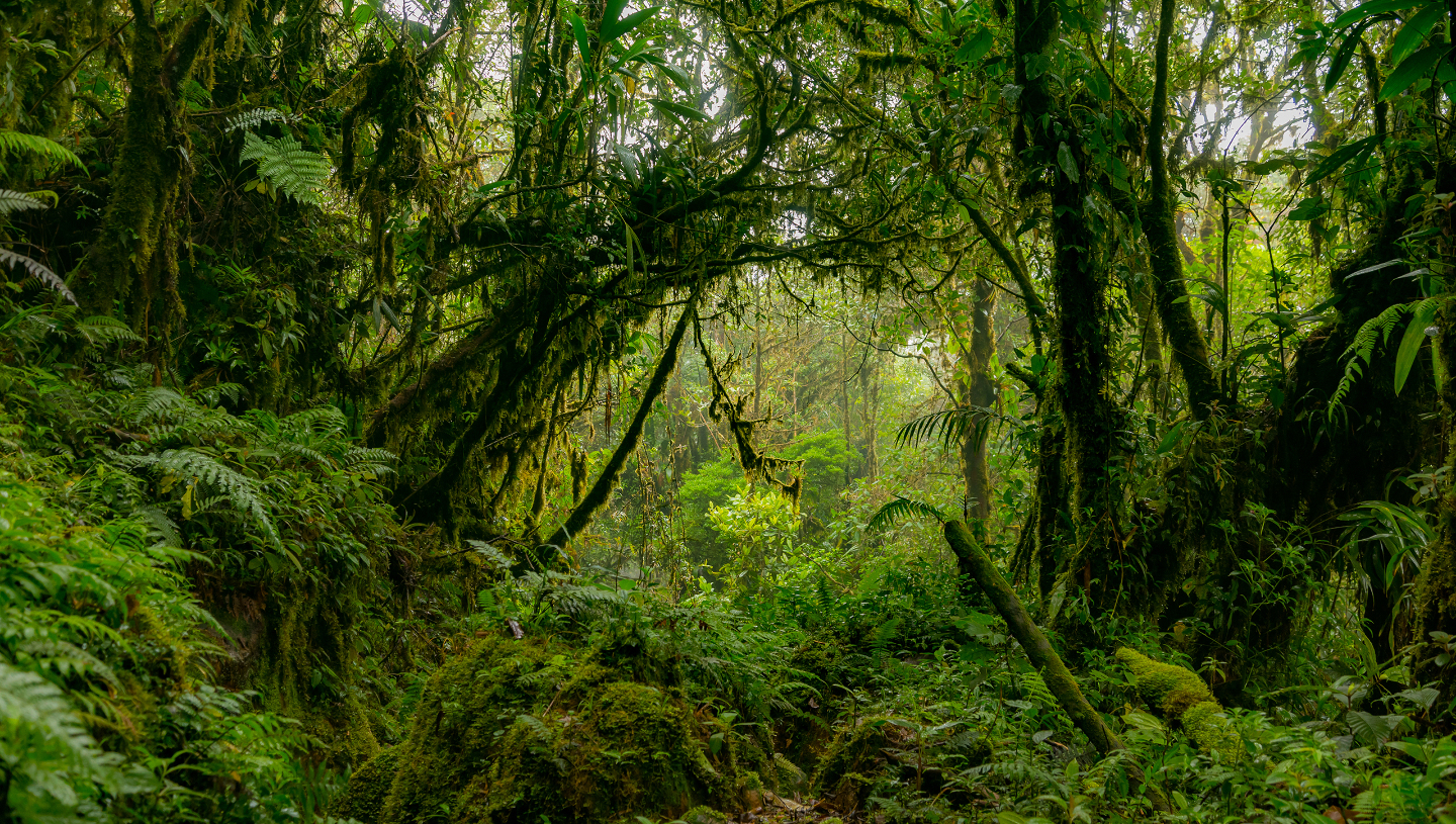 Подвиды белой трясогузки