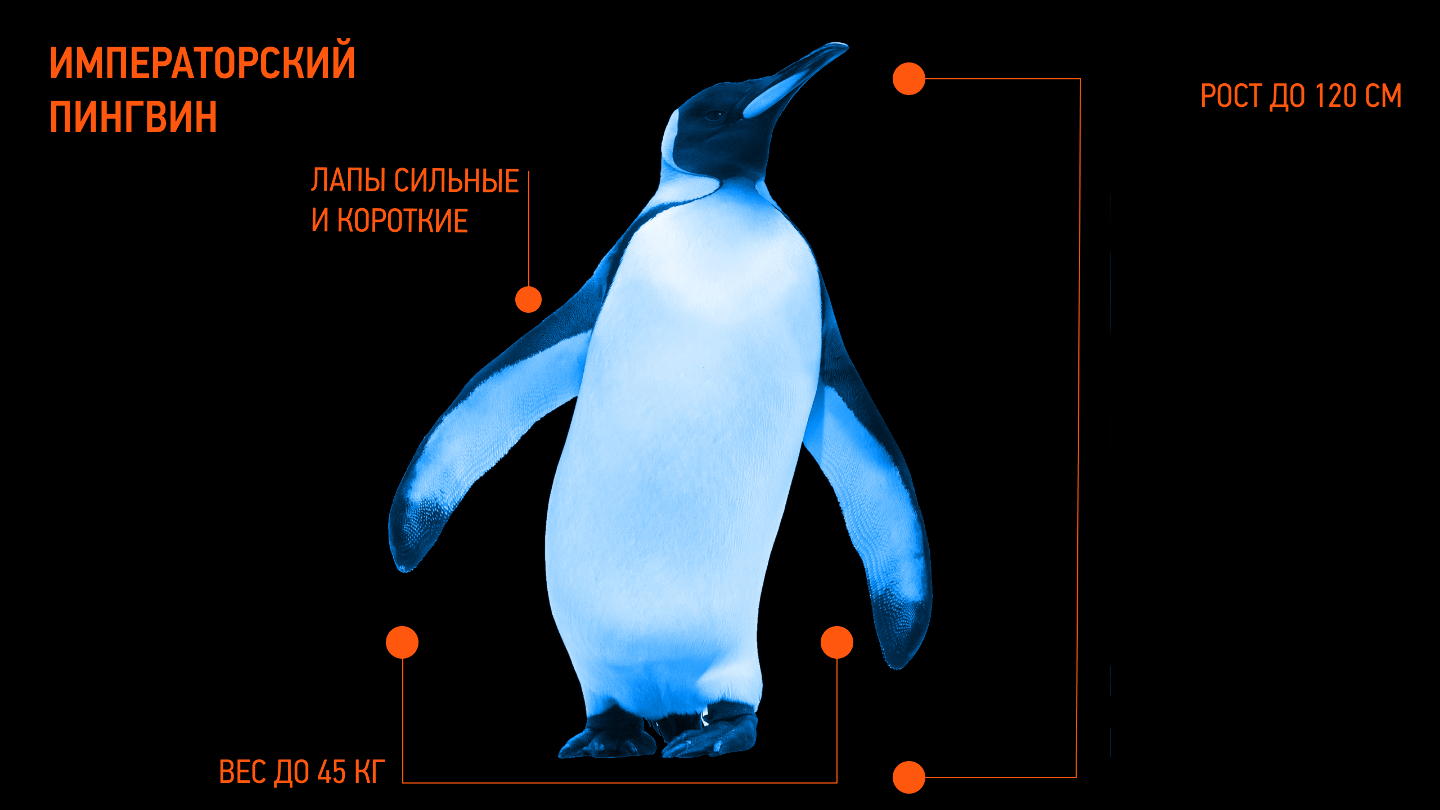 Как выглядит