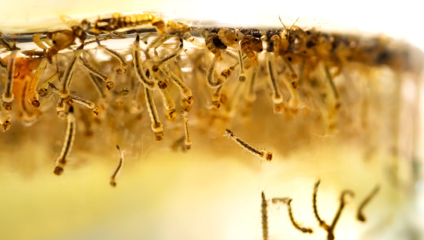 личинки комаров