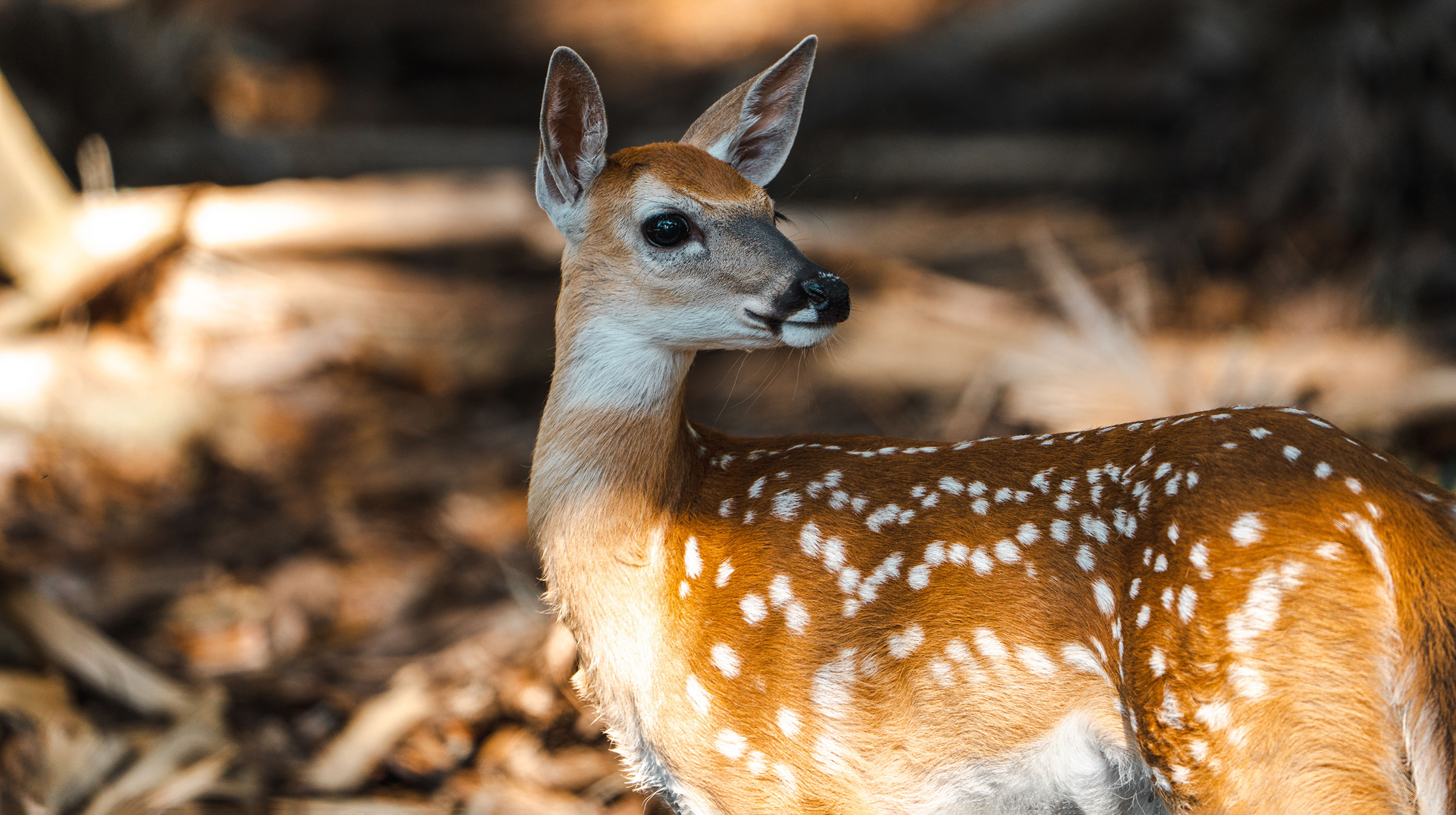 Пятнистый олень