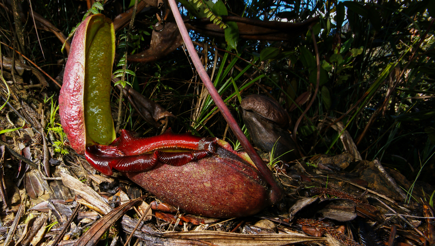 хищный цветок