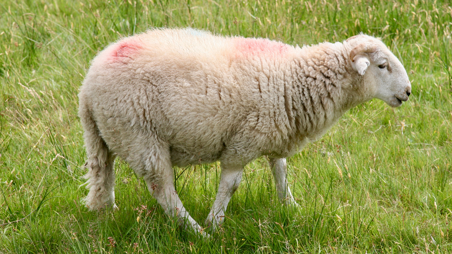 Овечка Долли