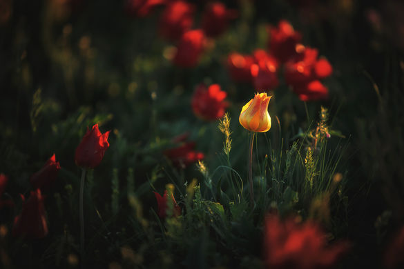 Цветущая Калмыкия