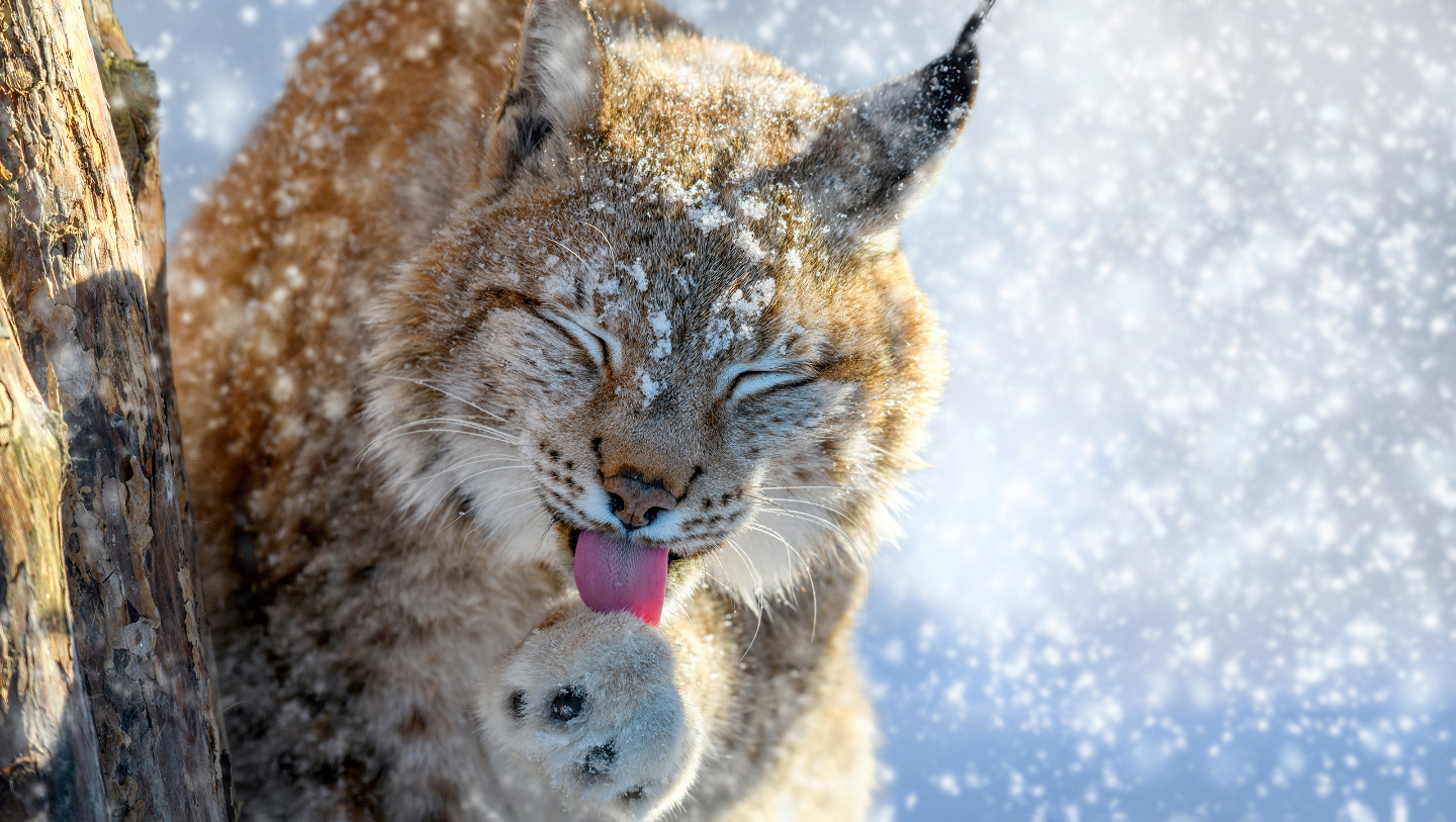 Зимние фотографии из жизни животных снегу, Vaclav, Vladymyr, Ondrej, Bachkova, ктото, зимой, стадо, исландских, будить, Небольшое, ProsickyShutterstockFOTODOMВетреный, лошадей, тигра, амурского, пробежка, BurdiakShutterstockFOTODOMБодрящая, преображает, весны, nataliatamkovichShutterstockFOTODOMА