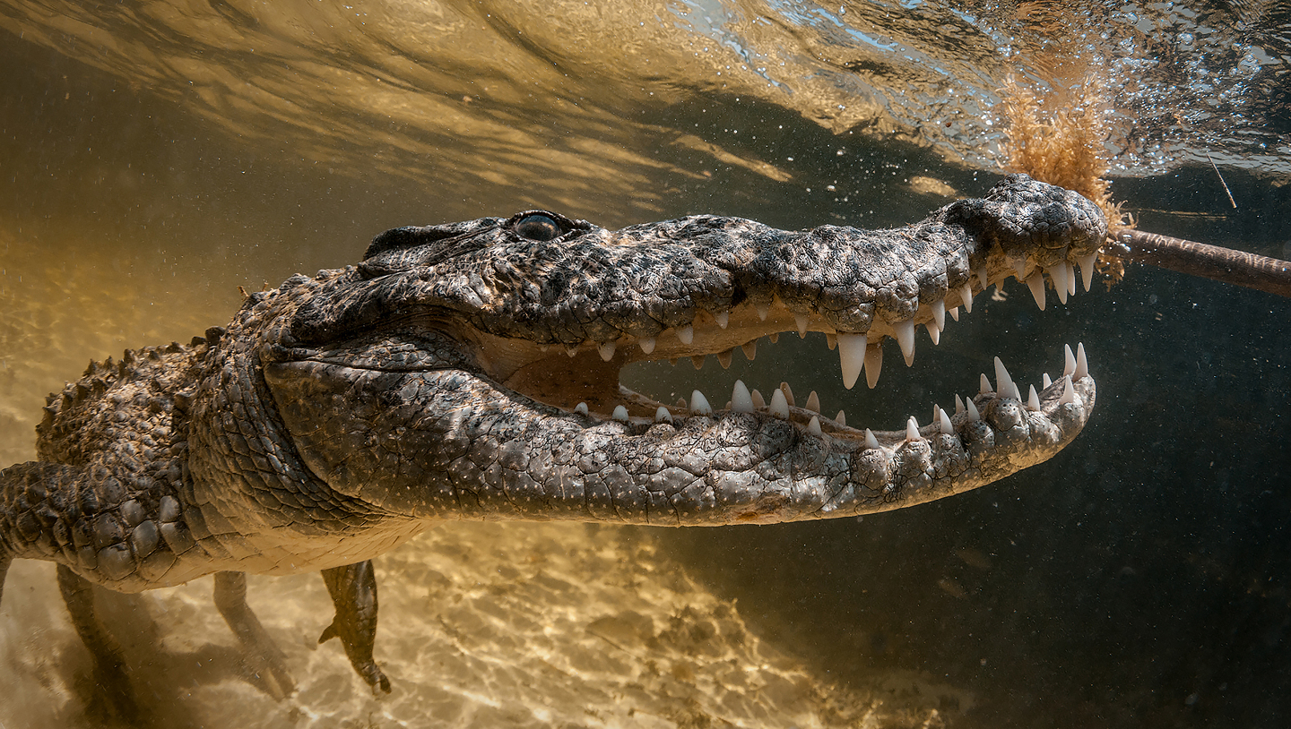 корокодил в море