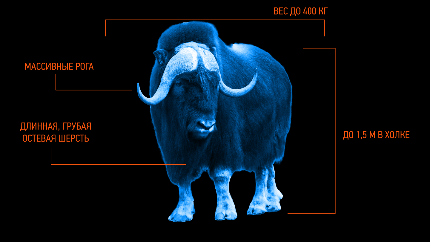 Как выглядит овцебык
