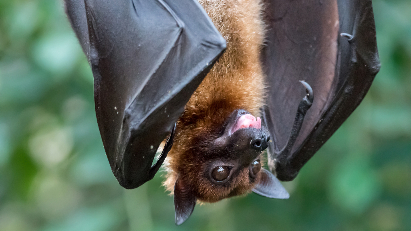 Летучие мыши