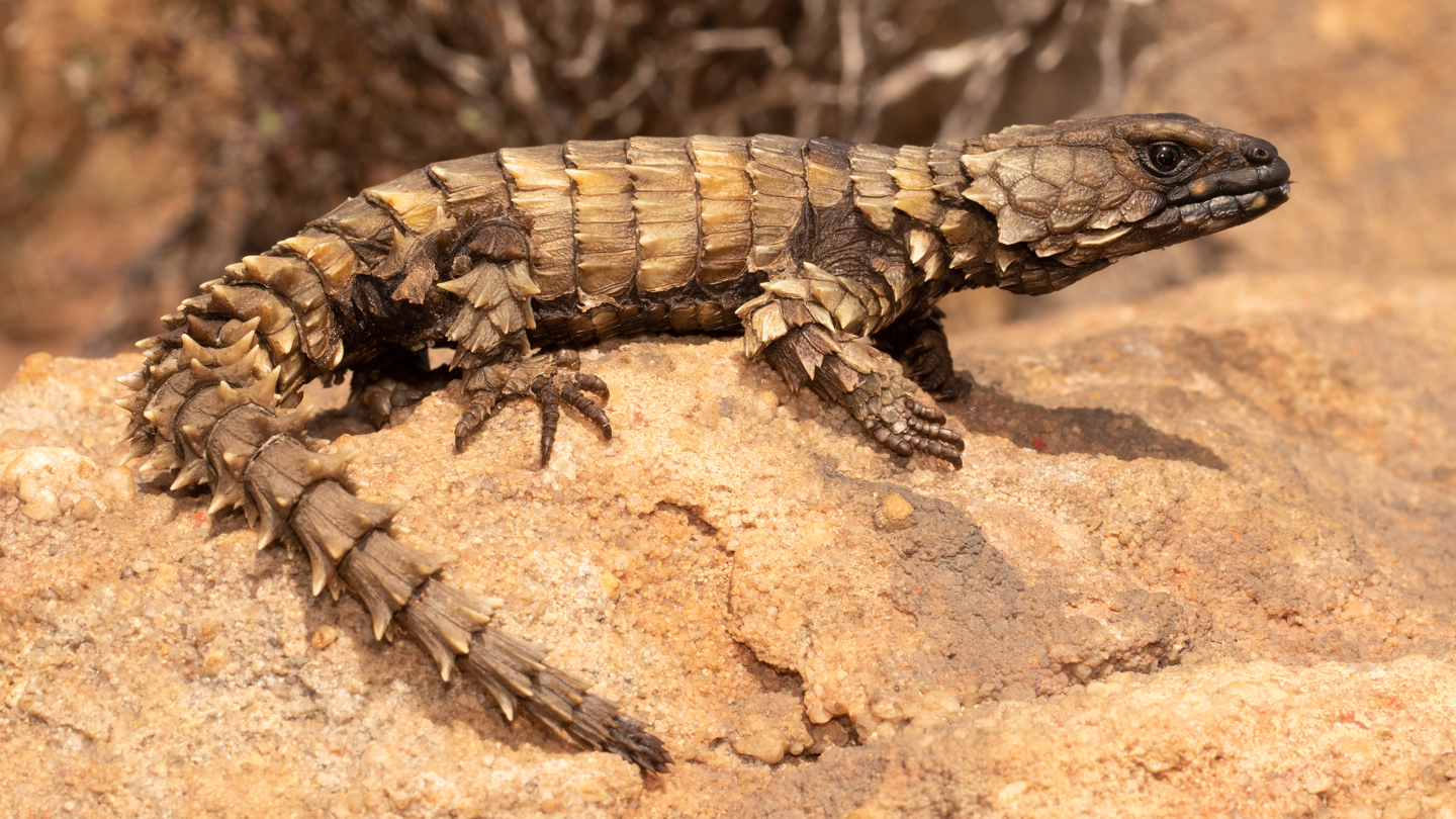 Ящерица-броненосец