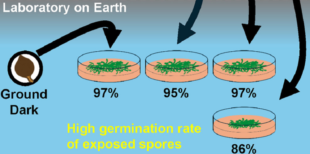 процент проросших спор
