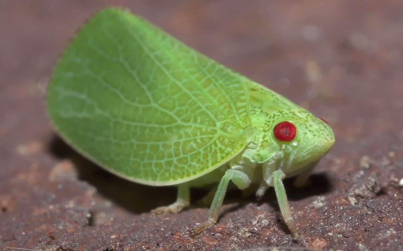 Acanalonia conica
