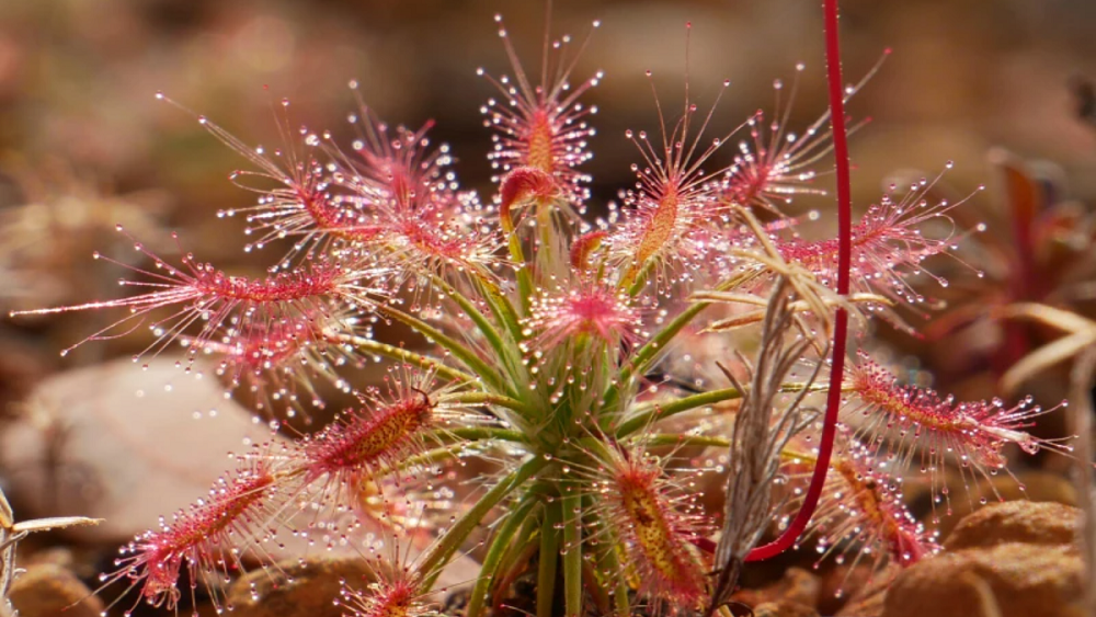 Drosera silvicol