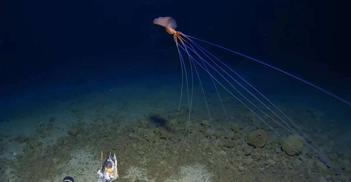 Желоб тонга