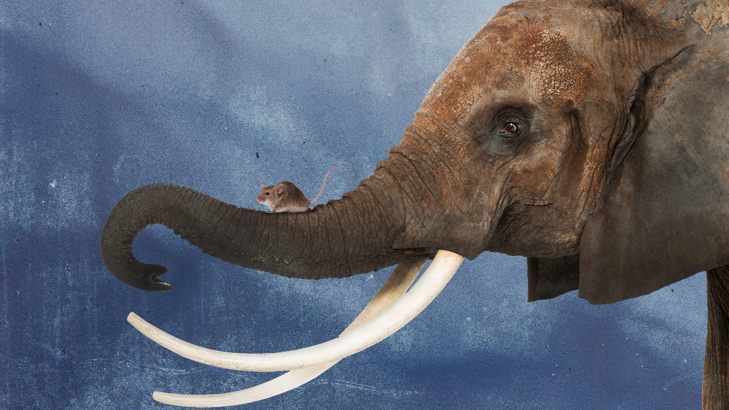 слон и мышь