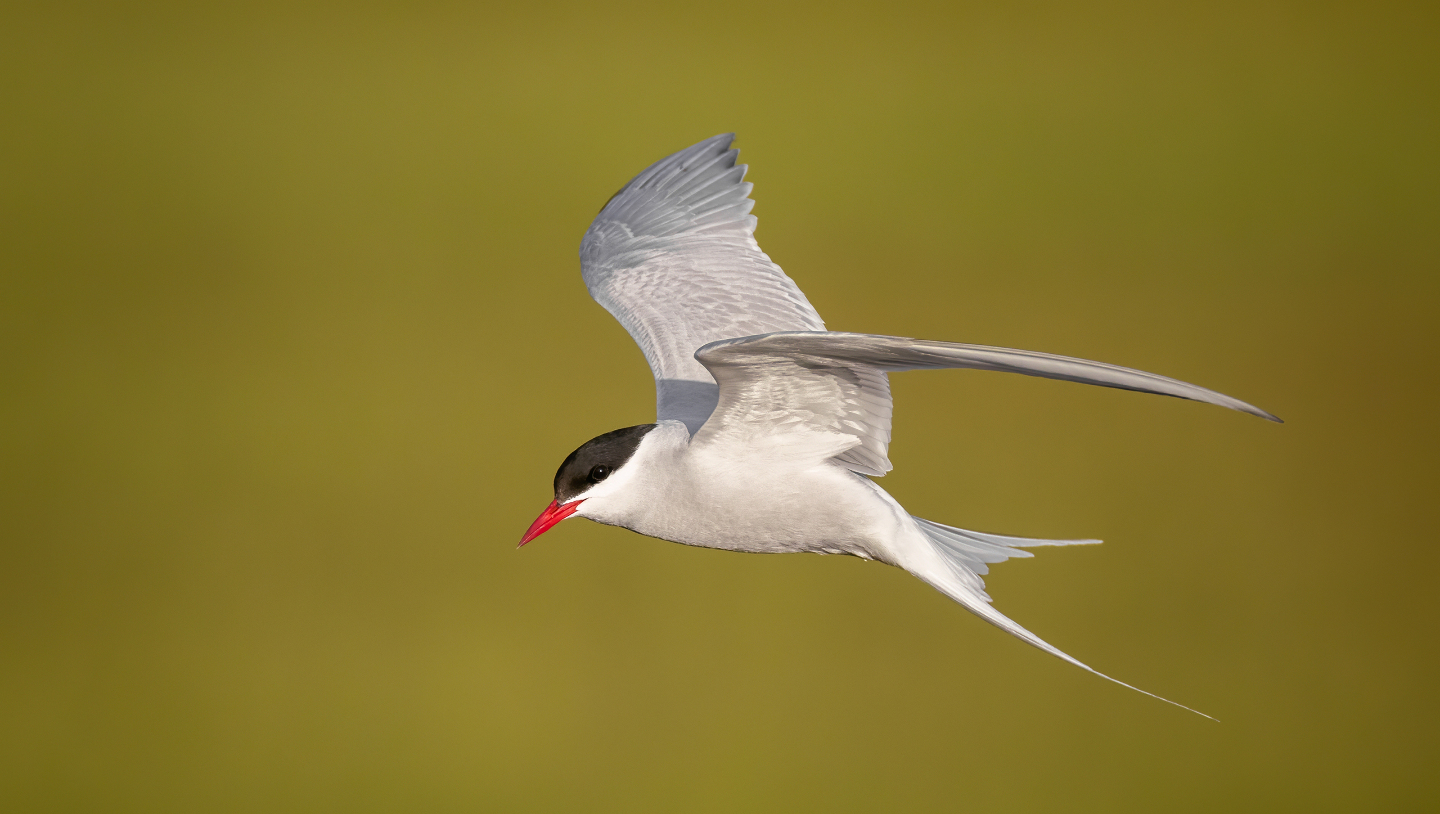 Полярная крачка