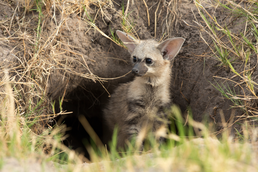 САМЫЕ РЕДКИЕ ЖИВОТНЫЕ земляной волк
