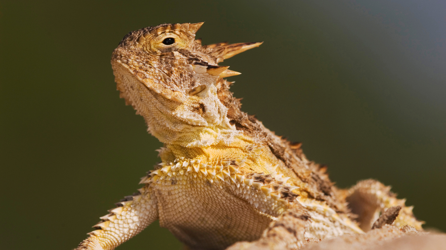 Североамериканская рогатая ящерица