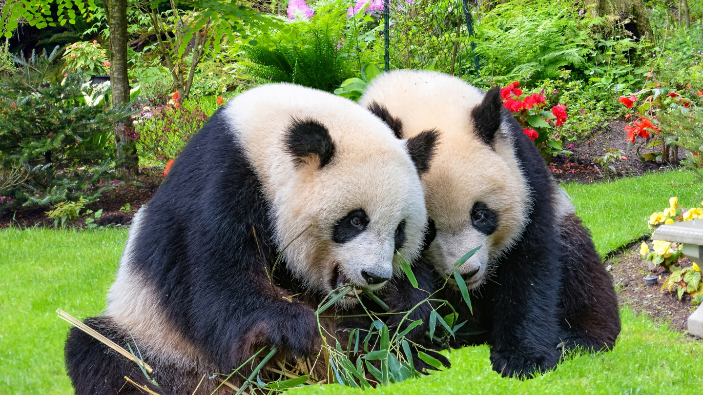Гигантская панда 