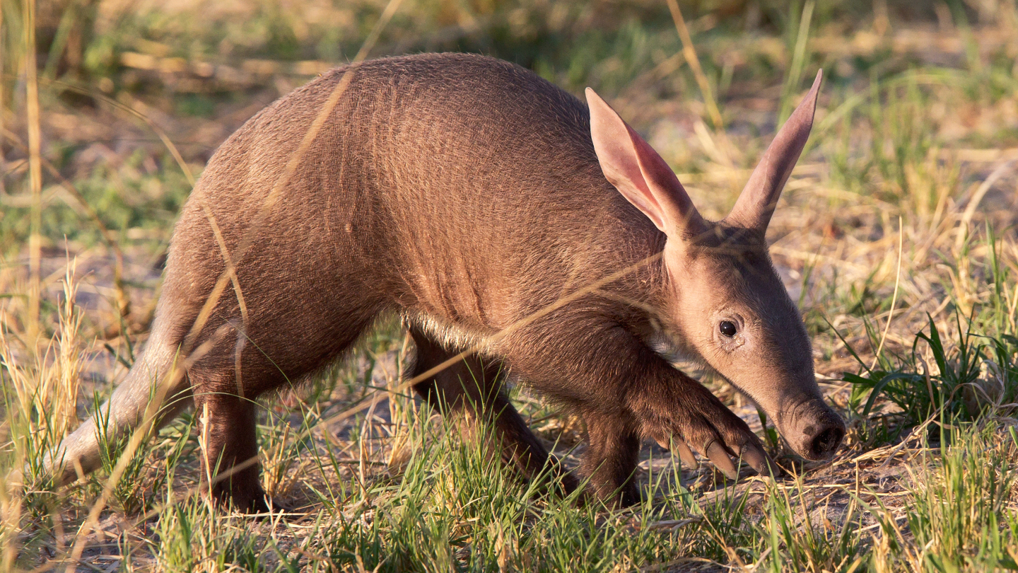 Гигантский трубкозуб