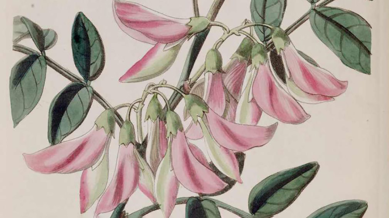 Стреблориза прекрасная